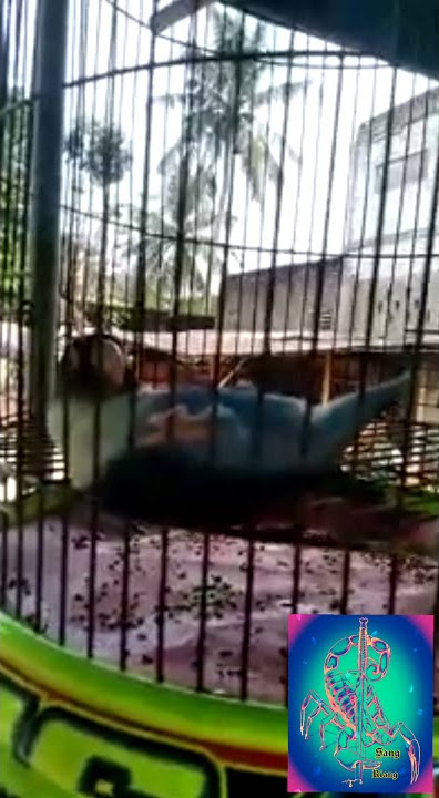 lovebird doraemon