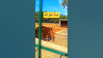 هَـٰذَا خَلْقُ اللَّهِ  #سورة_لقمان#الدوسري#قران_كريم#قرآن#فيل#حيوانات#حديقة_حيونات #طبيعة