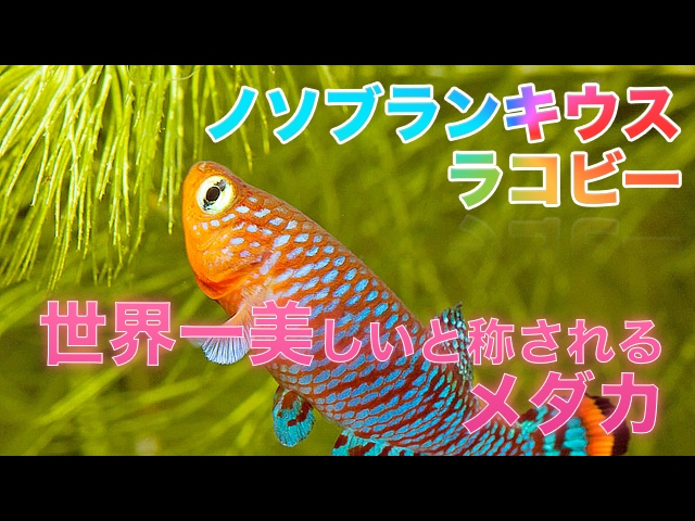 熱帯魚 卵生メダカ ノソブランキウス ラコビー Aqupedia Youtube