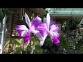 Мой Сад Орхидей весной в Сентябре C. intermedia v Aquinii, D.nobile. Orchid garden tour in spring