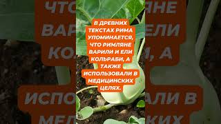 Факты о кольраби №11 #кольраби #капуста  #дача #огород #земледелие