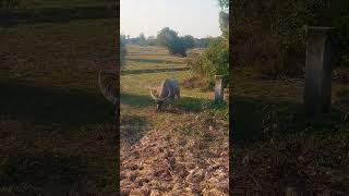 ក្របីមេធំ animal animals buffalow shortvideo wildlife buffallo sorts elephant buffalos