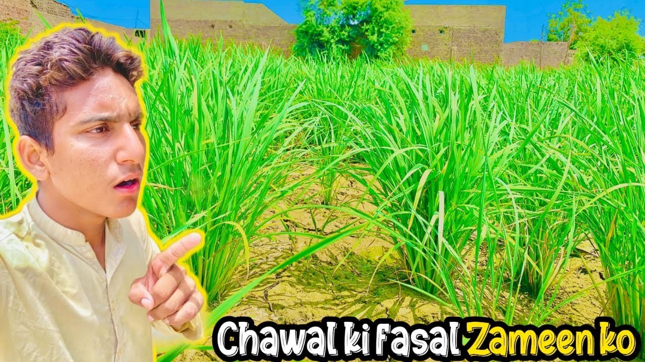 Chawal Ki Fasal Zameen Ko Kya Fayda Deti Hai YouTube chawal-ki-fasal-zameen-ko-kya-fayda-deti-hai-youtube