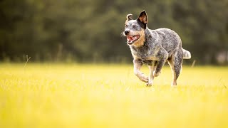 The Amazing Prey Drive of the Australian Cattle Dog