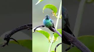 Lesser Violetear #shorts