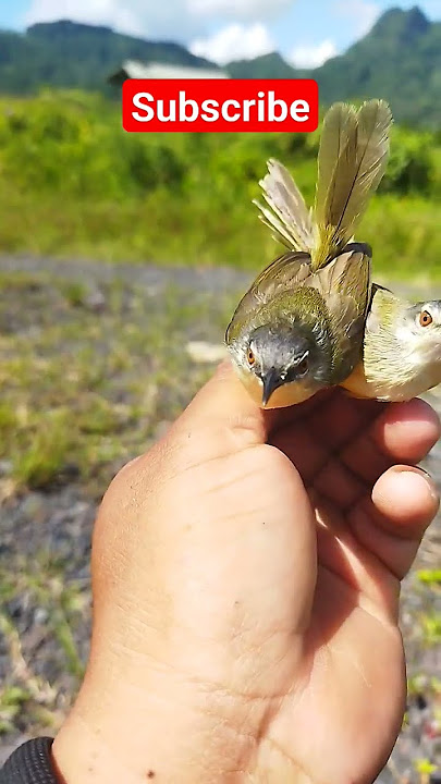 cara membedakan prenjak tebu jantan dan betina #burung #prenjak #membedakanprenjakjantanbetina