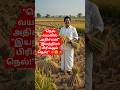 நெல் அறுவடை முதல் அரிசி வரை நவீன இயந்திரத்தின் அசத்தல் வேலை #ThreshingMachine    #Farming