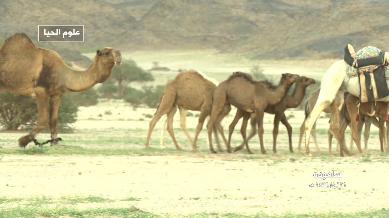علوم الحيا - طريق الرويضه/صبحا/الجدعا/نفود الصره/هضيبة الملعب/ساموده -/تقديم فارس ابو بطنين