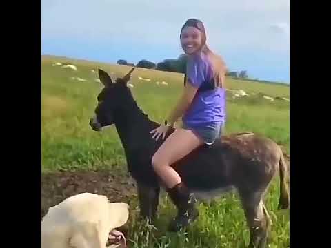 The girl was knocked down by a donkey. /Wildlife