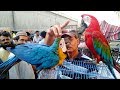 PARINDA BAZAR | Lalukhet Sunday Birds Market in Karachi Pakistan