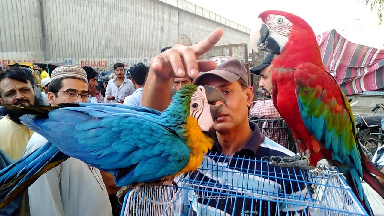 PARINDA BAZAR Lalukhet Sunday Birds Market in Karachi Pakistan YouTube