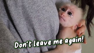 Mom Is Home! Baby Monkey SUGAR Screams Happily