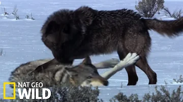 Est-ce que le loup est fidèle ? Est-ce que le loup est fidèle ?