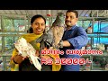 MONTHLY INCOME 30000 || PIGEON FARMING MALAYALAM || ചെറിയ പ്രാവുകളിൽ നിന്ന് വലിയ വരുമാനം