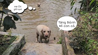 Chú chó thiên tài là đây...Kim Chi bất ngờ bắt được cá dưới ao đem tặng Nô