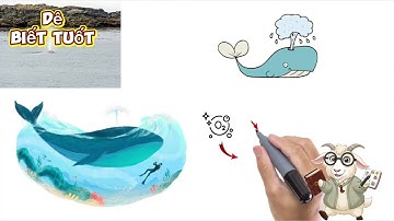 Tại sao cá voi và cá heo thở bằng phổi như con người chúng ta nhưng vẫn sống được dưới nước.