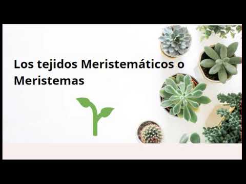 Video: ¿Cuándo se encuentra el tejido meristemático en las plantas?