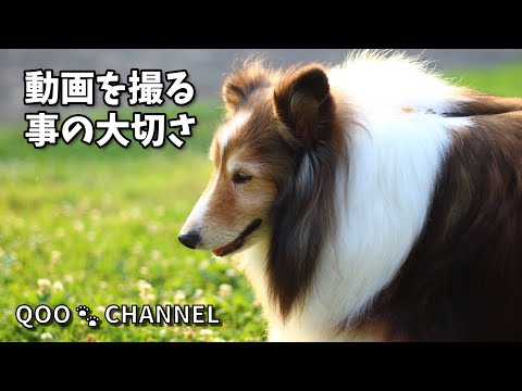 動画を撮ることの大切さ 《シェルティ》