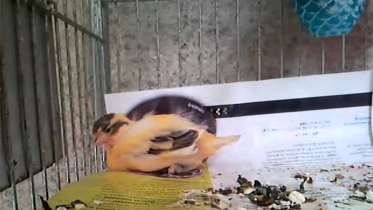 Canary  19 day old baby with his father