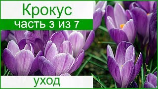 🌷 Уход за крокусами в саду: размножение и пересадка крокусов