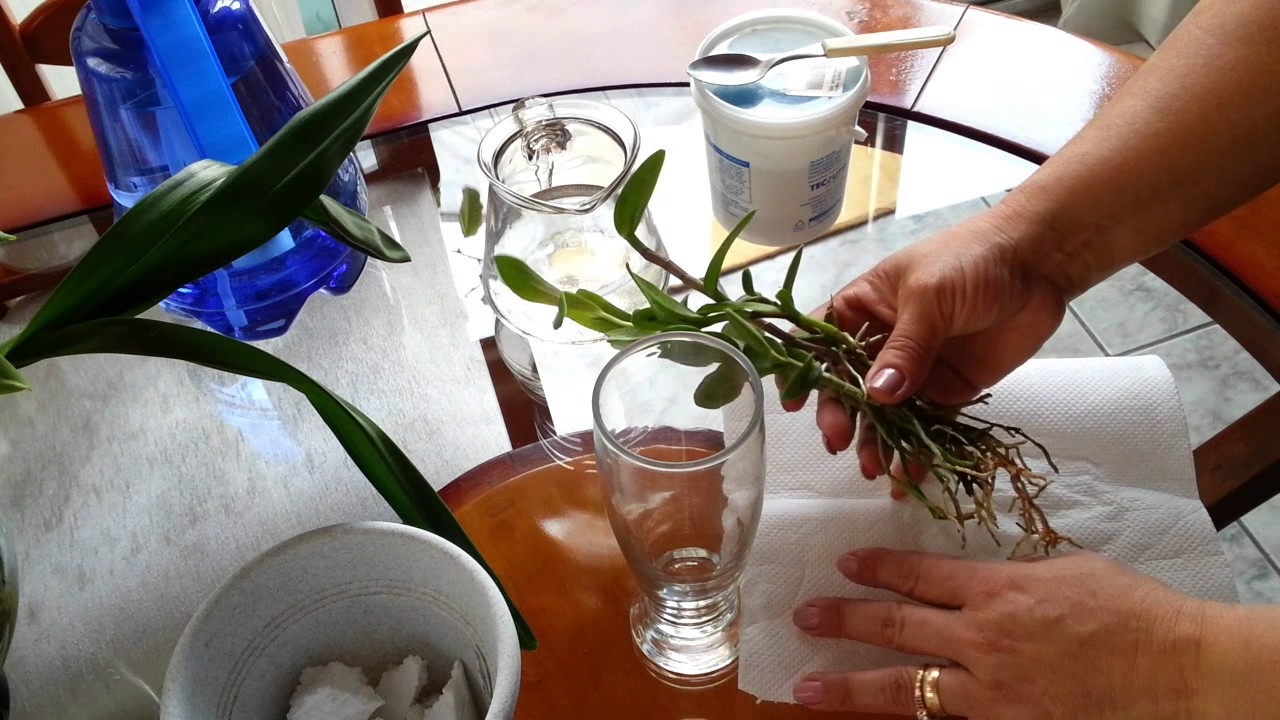 Como adubar orquídea cultivada na água