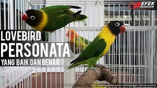 Lovebird Personata Green / Blue Dakori Ngobrolin Soal Kualitas © Efek Nganggur