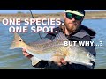 How To Find Your Target Species In ONE Spot [ONE SPECIES. ONE SPOT.]