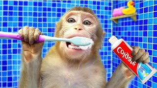 Baby Monkey KiKi brush teeth and bathing in the toilet and play with ducklings | KUDO ANIMAL KIKI