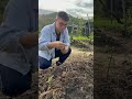 Planting local vegetables- pucuk manis