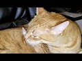 The Daily Kitten, 4/30: An Ear Emergency