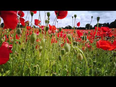 Slow TV -
