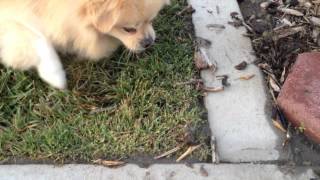 Scruffy Vs Ants