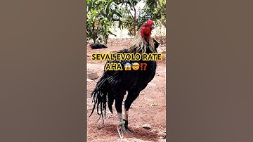 Seval Rate ⁉️💢😱🤯 #seval #natukoli #kattusevalsandai #kattuseval #villagevlogger #petvlogger