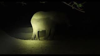 Close Encounters with Majestic Elephants at Our Campsite at night