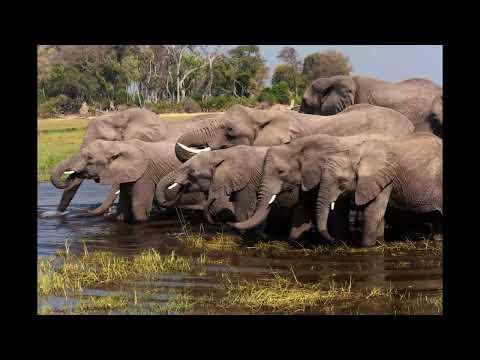 Video: The Top 5 Places to See Elephants in Africa