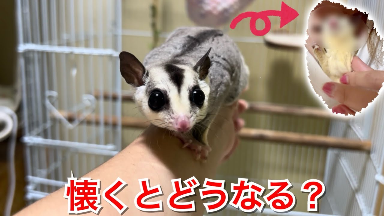 モモンガが人間になつくとどうなるのか？