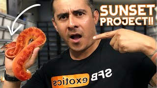 Famous CAN I MAKE A RED BALL PYTHON?! MY MOST EXPENSIVE BALL PYTHON BREEDING PROJECT! Profile