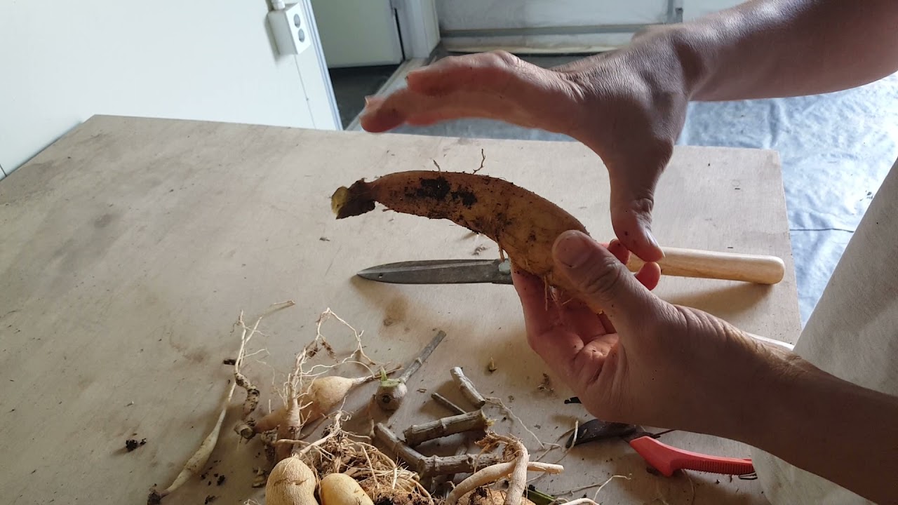 달리아 괴근 분구