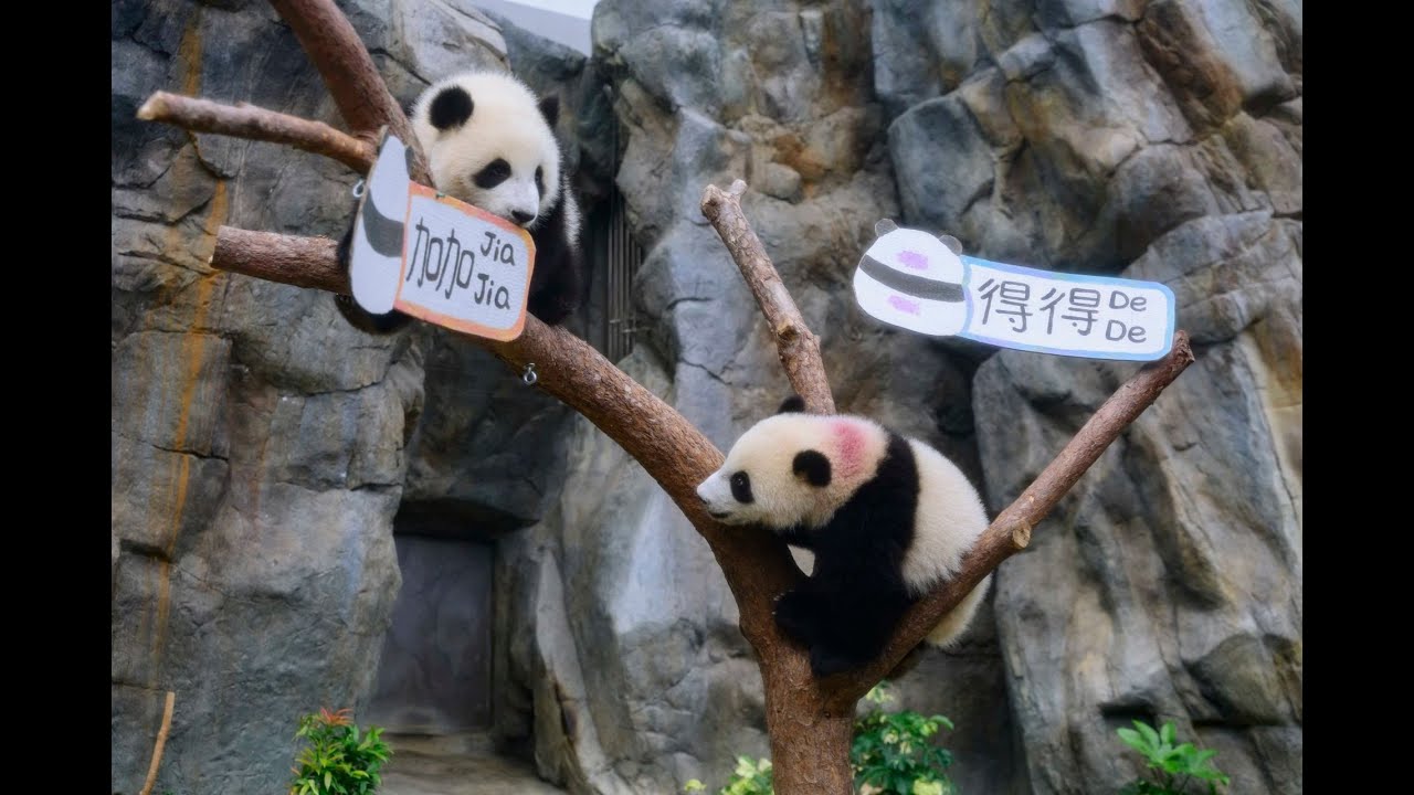 01直播LIVE｜2025-08-15  大熊貓加加、得得一歲生日　海洋公園搞派對｜01新聞｜大熊貓｜生日｜海洋公園｜派對