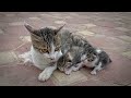 "Please save my baby" the mother cat cried in despair, begging for help for her freezing kittens