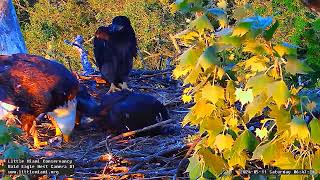 Little Miami Conservancy Bald Eagle 11.05.2024 06:39