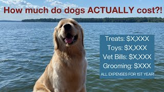 How Much Dogs ACTUALLY Cost - ALL Expenses for First Year With Golden Retriever Puppy!