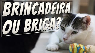 BRINCADEIRA DE GATOS 😂😂😂😂😂😂😂😂 #HUMORPET em 2023