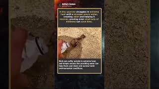 Dying Sparrow Saved By One Simple Act Of Kindness #animals #wildlife#shorts