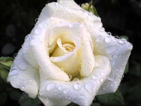Букет из белых роз - Ирина Круг и Виктор Королёв