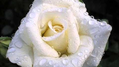 Thumbnail of Букет из белых роз - Ирина Круг и Виктор Королёв