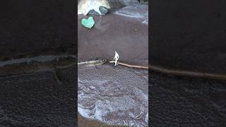 catching snakehead fish on live bait,livebait- SNAKEHEAD FISH #shorts  #fish #channa #viralvideo