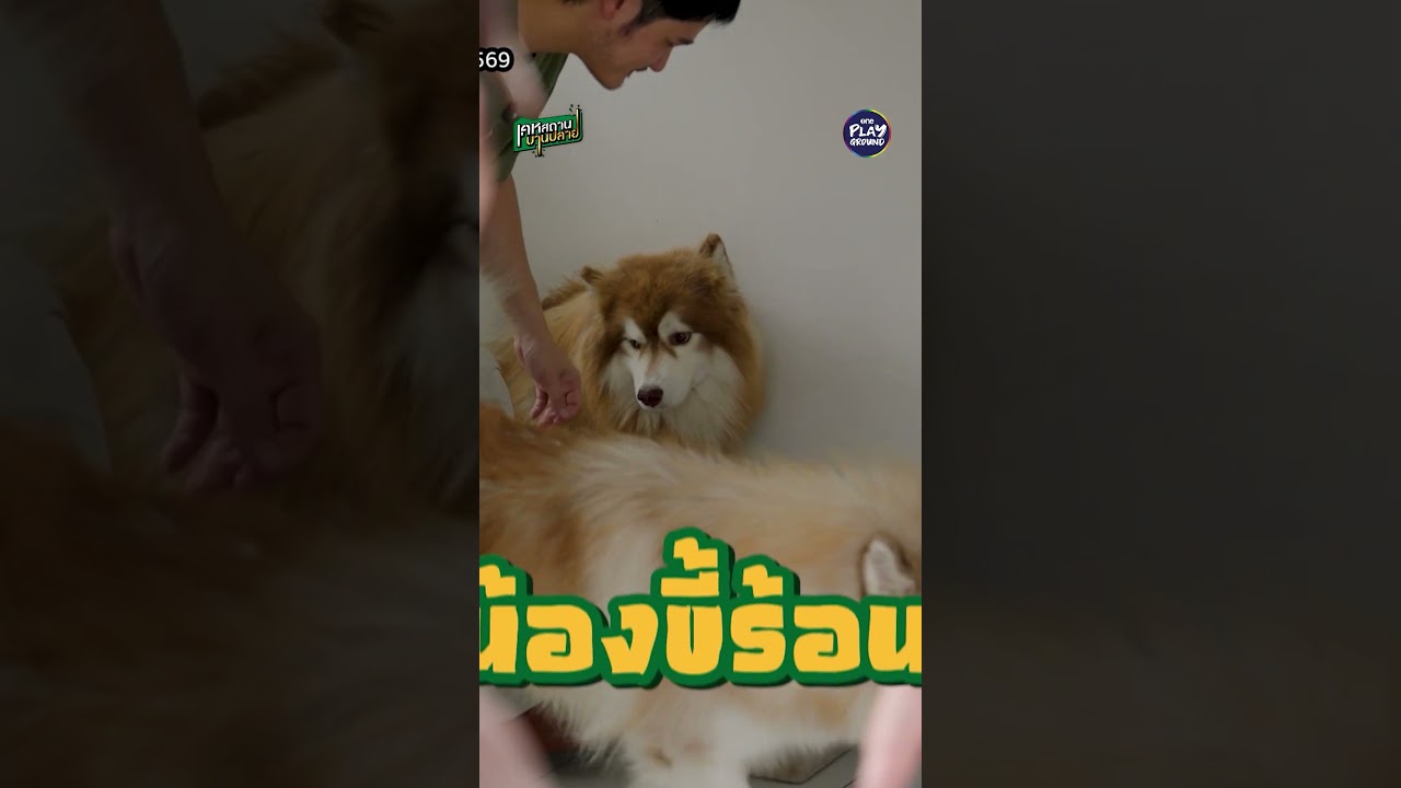 [#SHORTS CLIP] บ้านกล้วย บ้านแรค หลังเล็กๆ แต่แอร์ฉ่ำ l เคหสถานบานปลาย EP.107 l One Playground