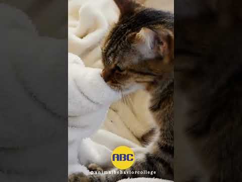 Video: Je cobleskill součástí kočičích dovedností?