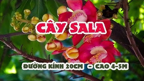 Review cây sala đường kính 20cm cao 4m ra hoa đẹp